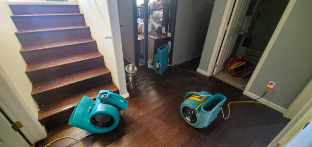 Best Mold removal after water damage  in Gardnerville, NV